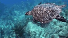 Swimming Turtle Underwater GIF - Swimming Turtle Underwater Swimming With My Arms GIFs