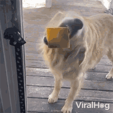 Licking Cheese Viralhog GIF - Licking Cheese Viralhog Hungry GIFs