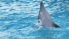 Dolphin Animal GIF - Dolphin Animal GIFs