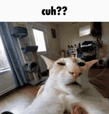 Cuh What GIF - Cuh What Cat GIFs