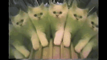 Kitten Kaleidoscope GIF - Cute Cats Kittens GIFs