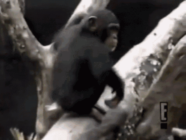 monkey-fail.gif