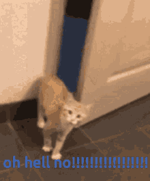 Cat Oh Hell No GIF - Cat Oh Hell No Cute GIFs