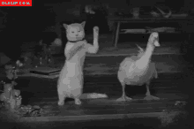 Pato Duck GIF - Pato Duck Cat GIFs