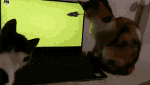 Cat Games GIF - Cat Games Mouse GIFs