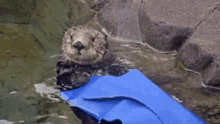 Otter Blanket GIF - Otter Blanket Sleeping GIFs