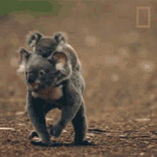 Piggyback Koalas101 GIF - Piggyback Koalas101 Backpack GIFs