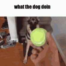 what the dog doing dog ball hit throw