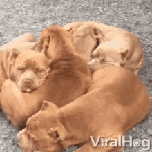 dogpile plop sleeping nap time tired