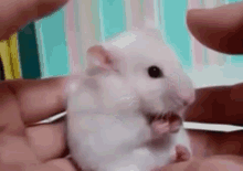 Surprise GIF - Mouse Surprise Shocked GIFs