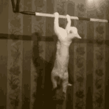 Hang In There Arm Day GIF - Hang In There Arm Day Cat GIFs