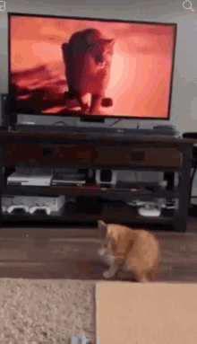 Scared Cat GIF - Scared Cat Orange GIFs
