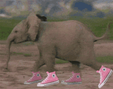 Animals Elephant GIF - Animals Elephant Elephant With Shoes GIFs