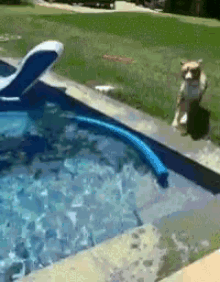 Dog Jumping In Pool GIFs | Tenor