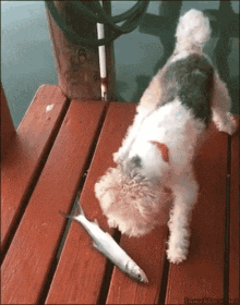 Dog And Fish GIF - Scared Alive Splash GIFs