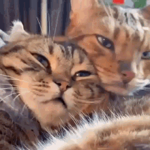 Cat Cute GIF - Cat Cute Cuddle GIFs