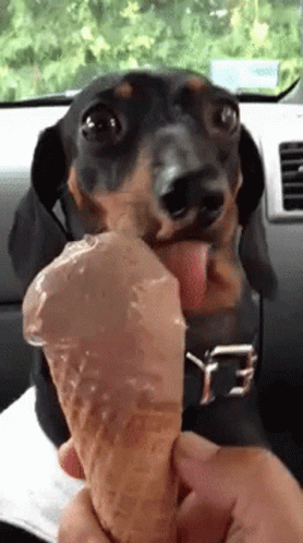Dachshund Licking GIF - Dachshund Licking Ice Cream GIFs