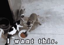Raccoon Eating GIF - Raccoon Eating Stealing GIFs