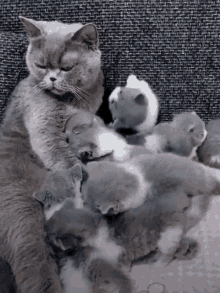 Cats Mommy GIF - Cats Mommy Pet GIFs