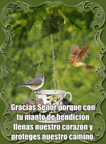 Frases De Dios GIF - Birds Bird Feeder Cup GIFs