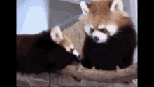 Red Panda Animals GIF - Red Panda Animals Adorable GIFs