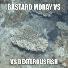 Dexterousfish Bastard Moray Vs Fight Epic GIF - Dexterousfish Bastard Moray Vs Fight Epic GIFs