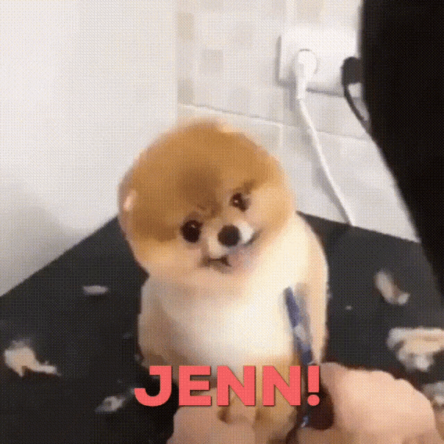 Dog Grooming GIF - Dog Grooming Jenn GIFs.
