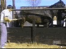 Animals Horse GIF - Animals Horse GIFs