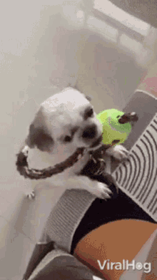 Tail Wagging Viralhog GIF - Tail Wagging Viralhog Play With Me GIFs