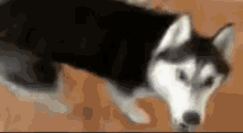 Husky Dog GIF - Husky Dog Slap GIFs