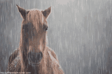 megoszthat%C3%B3 horse raining downpour