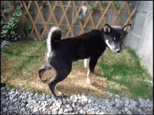 pee shepherd