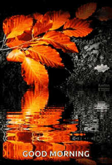 Autumn Leaves GIF - Autumn Leaves GIFs