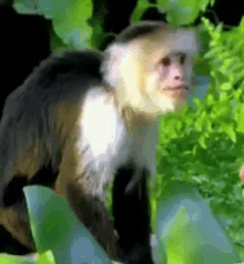 Monkey Angry GIF - Monkey Angry Scream GIFs