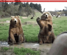 Bears Waving GIF - Bears Bear Waving GIFs