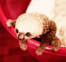 Sloth Cute GIF - Sloth Cute Baby Sloth GIFs