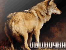 The Gray Wolf серыйволк GIF - The Gray Wolf серыйволк Boz Qurd GIFs