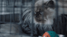 Peacemaker Cat GIF - Peacemaker Cat GIFs