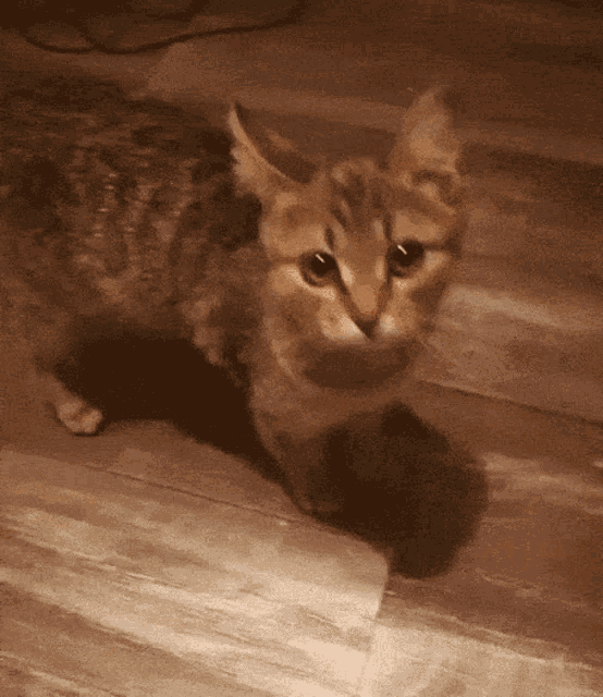 Cat Catangry GIF - Cat Catangry Filt GIFs