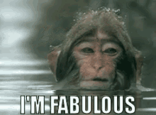 Fabu GIF - Funny Monkey Im Fabulous GIFs