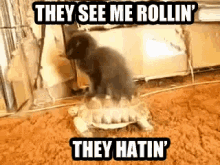 Cat They See Me Rolling They Hatin GIF - Cat They See Me Rolling They Hatin Turtle GIFs