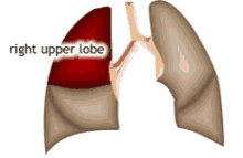 Lung GIF - Lung GIFs