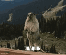 Beaver Yelling GIF - Beaver Yelling Joaquin GIFs