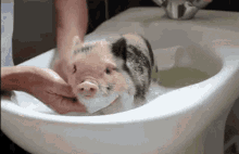 Safetyncts Pig GIF - Safetyncts Pig Bath GIFs