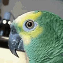 Parrot Eye GIF - Parrot Eye Pinning GIFs