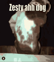 Zesty Dog Pittbull Twerking GIF - Zesty Dog Pittbull Twerking Dog Twerking GIFs