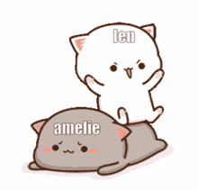couple cat