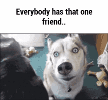 Gone To The Snow Dogs Friends GIF - Gone To The Snow Dogs Friends Friends Forever GIFs