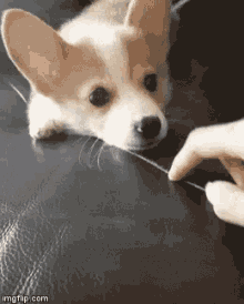 nose stop