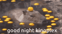 Good Night Kinoplex GIF - Good Night Kinoplex Capybara GIFs